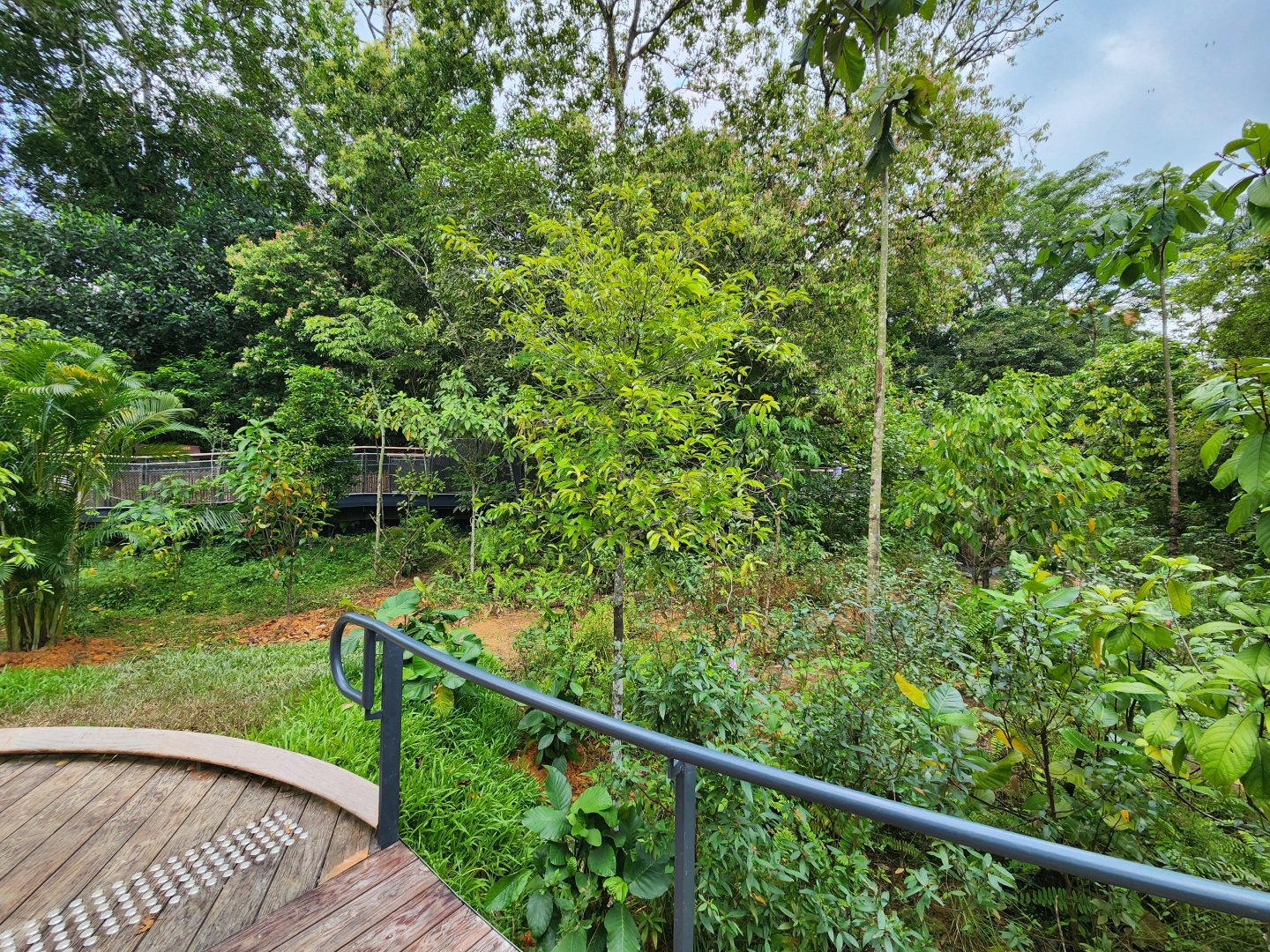 Rainforest Wild Asia- Forest Floor