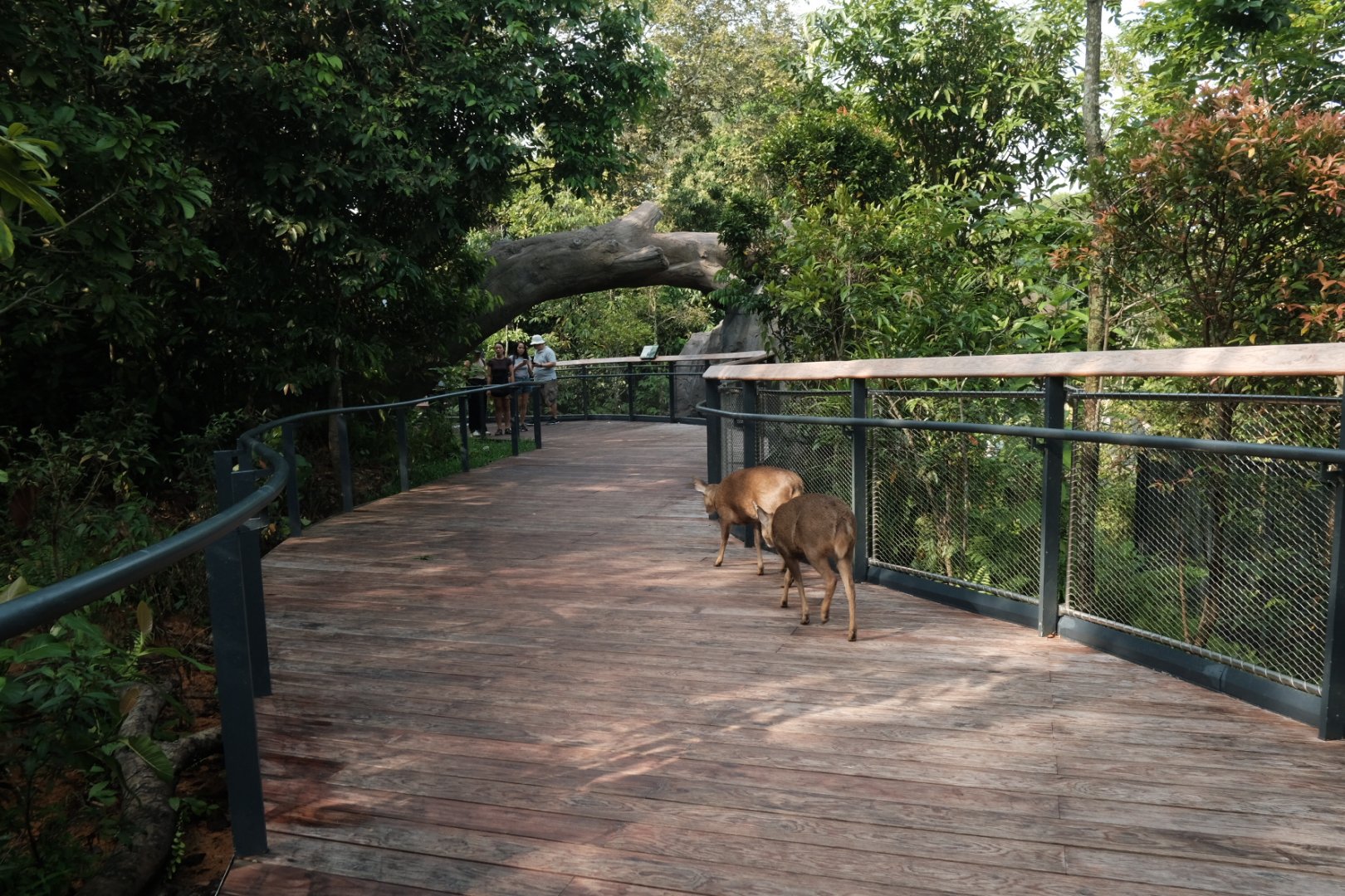 Rainforest Wild Asia - Forest Floor