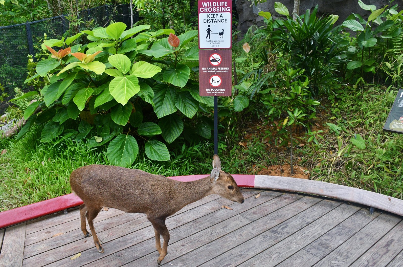 Rainforest Wild Asia - Forest Floor