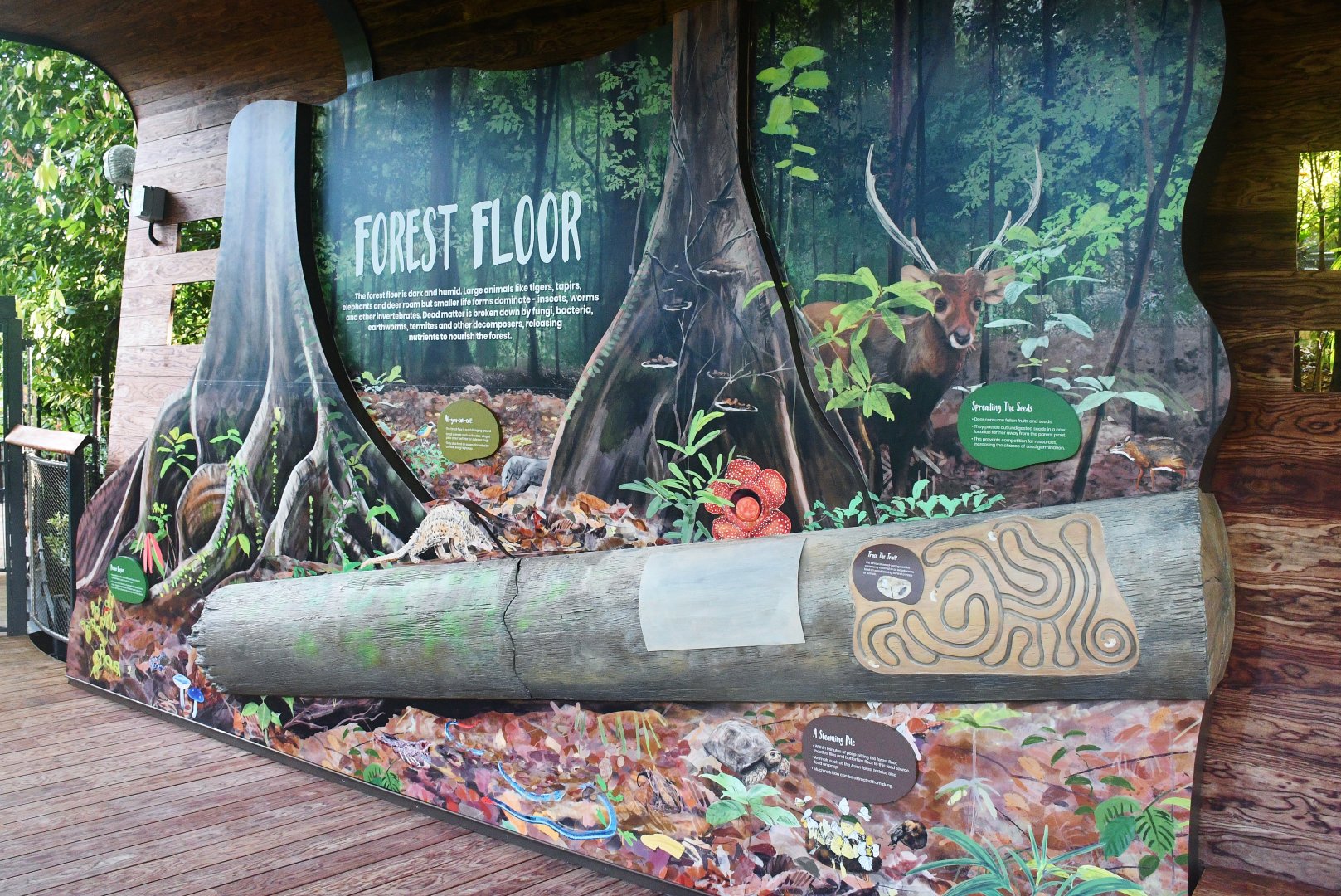 Rainforest Wild Asia - Forest Floor