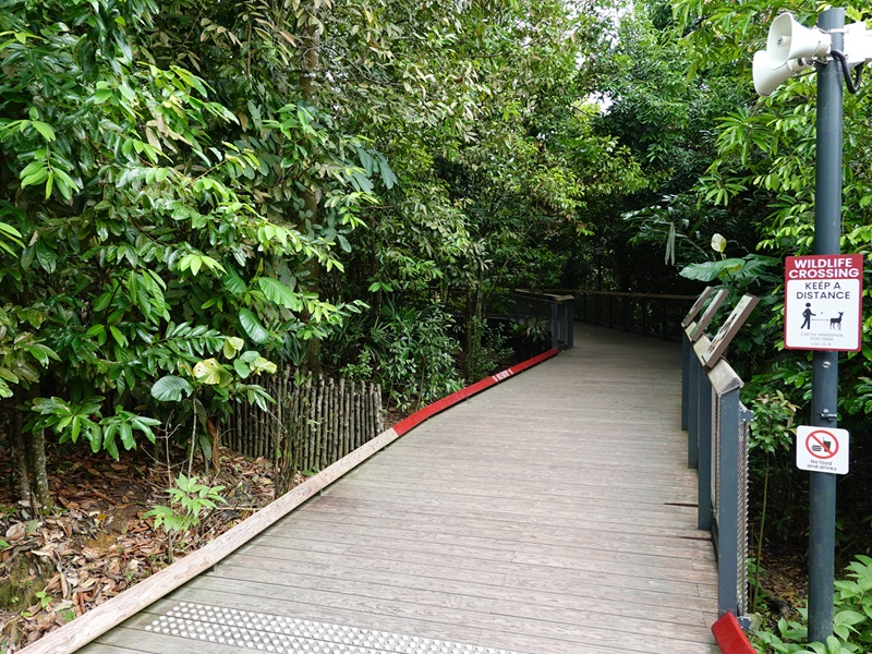 Rainforest Wild Asia: Forest floor