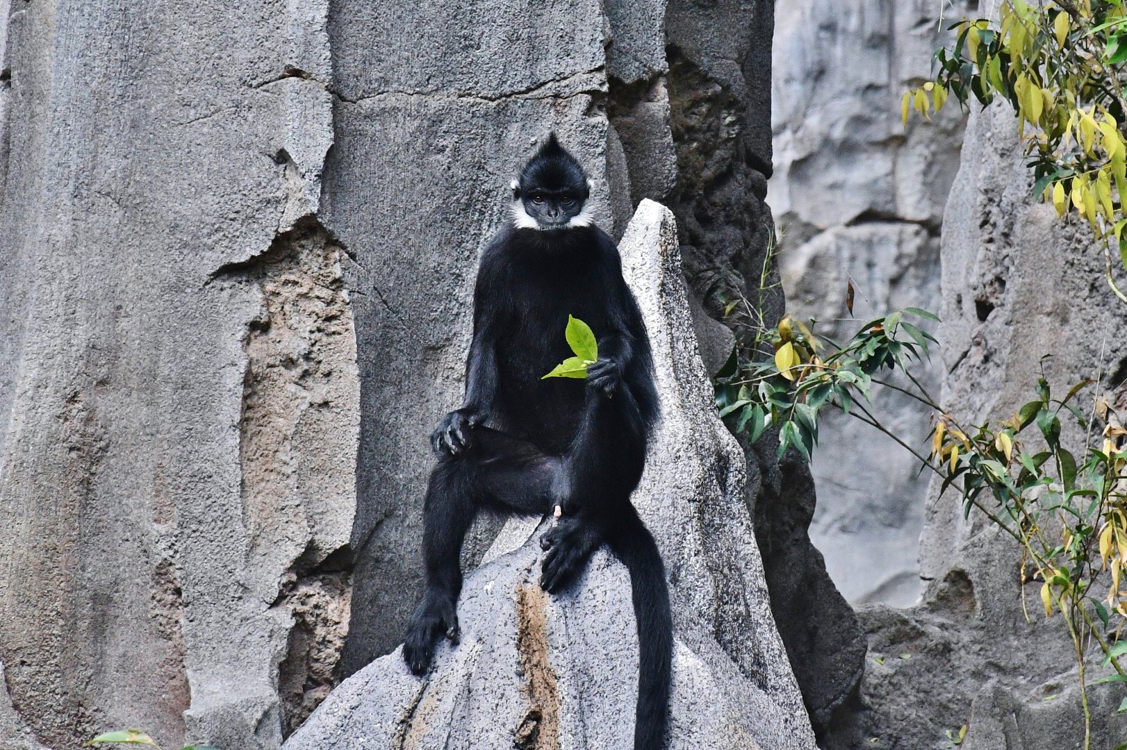 Rainforest Wild Asia - Francois' Langur (Trachypithecus francoisi)
