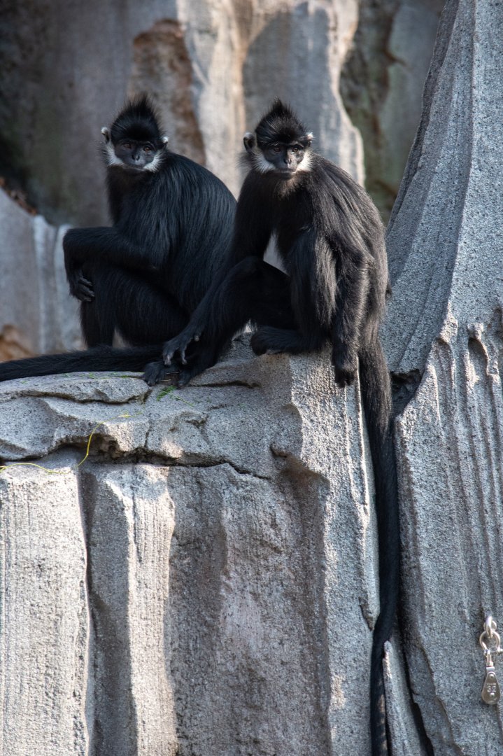Rainforest Wild Asia- Francois Langur