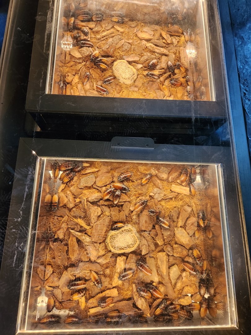 Rainforest Wild Asia- Hissing Cockroach