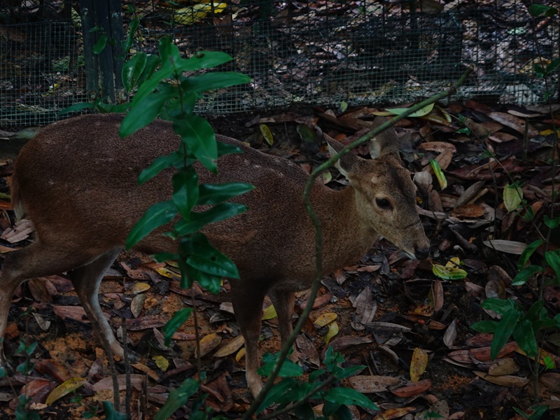 Rainforest Wild Asia: Hog deer (Axis porcinus)