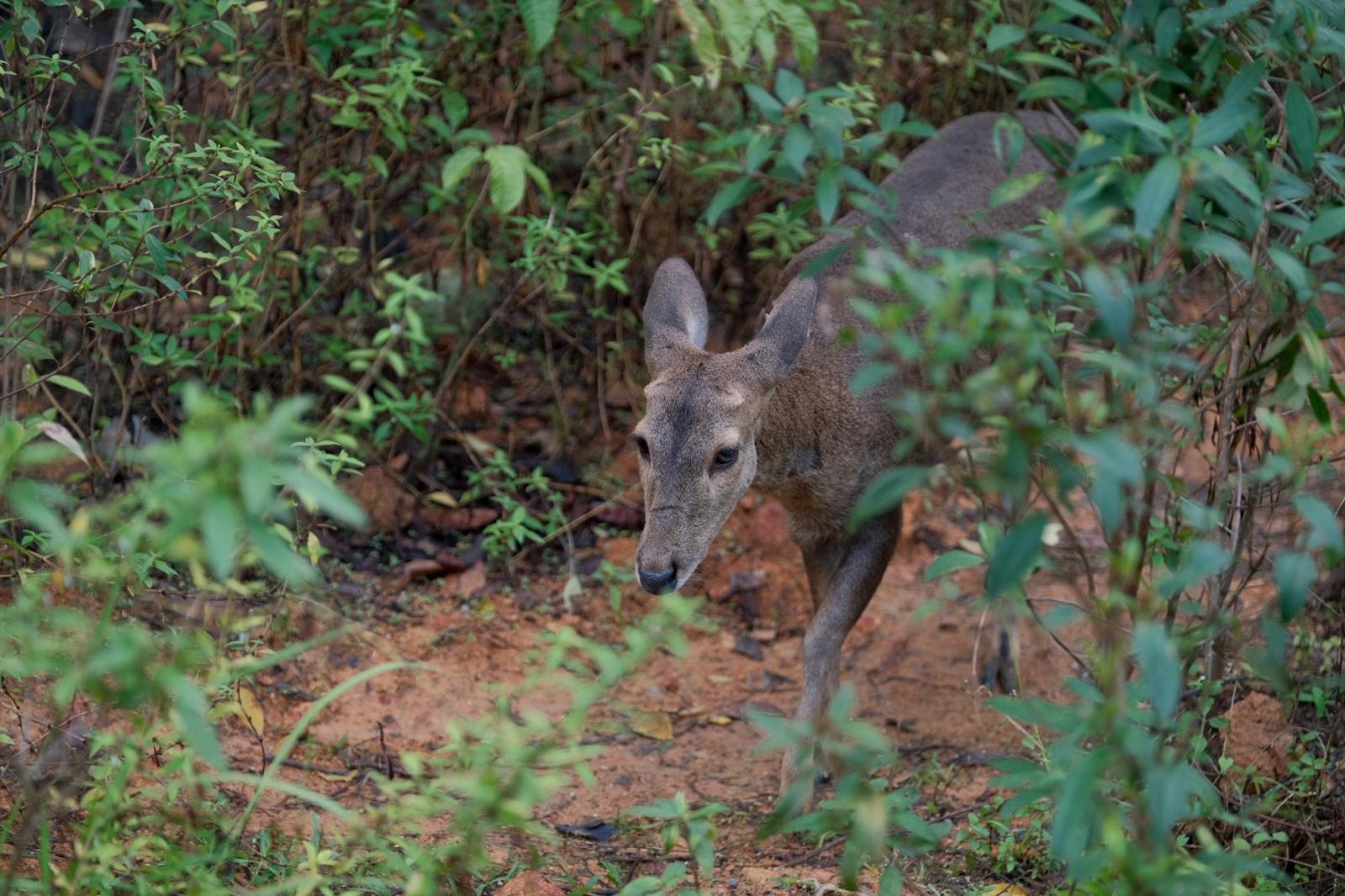 Rainforest Wild Asia - Hog Deer