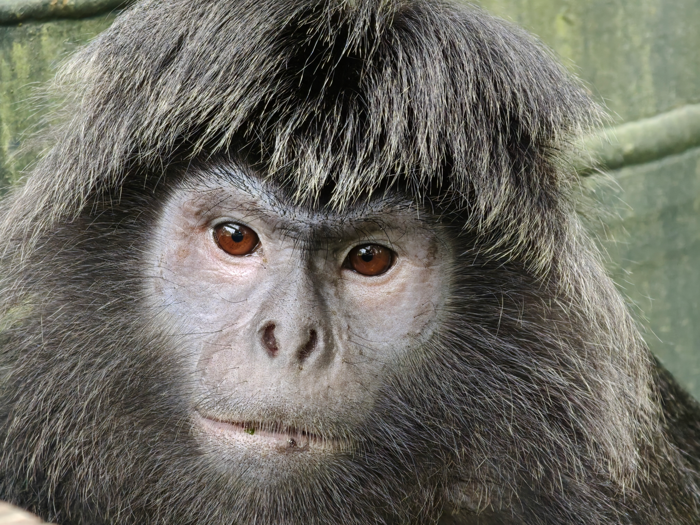 Rainforest Wild Asia - Javan Langur (Trachypithecus auratus)