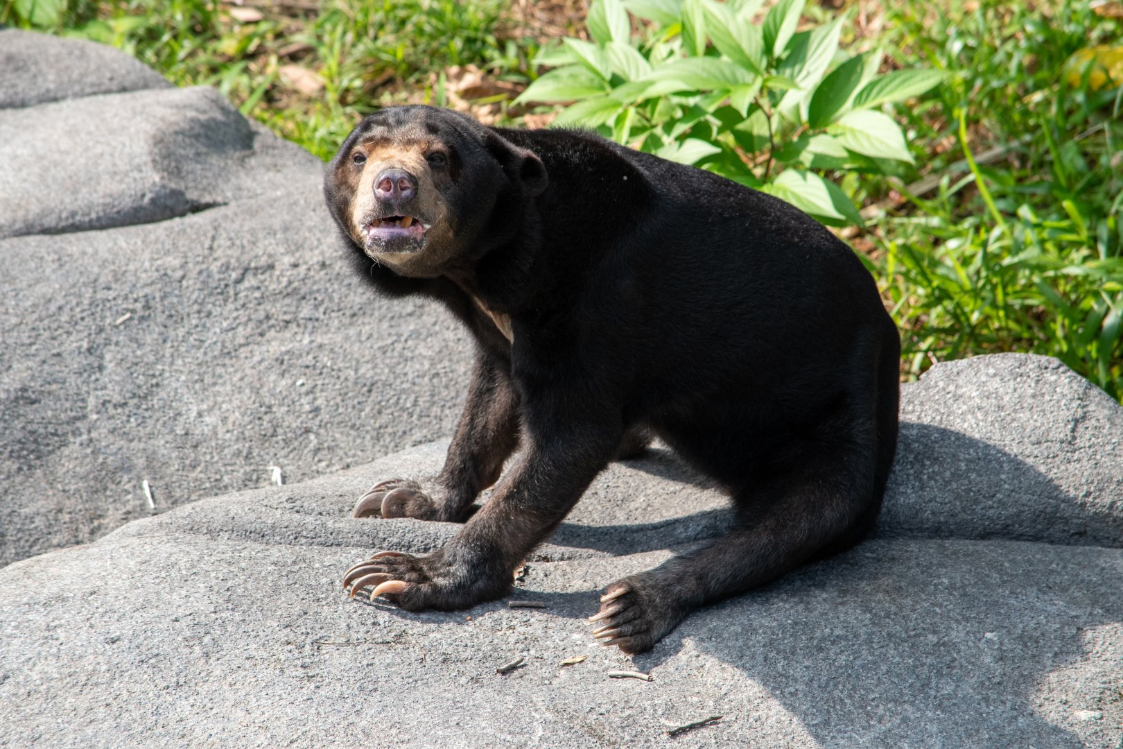 Rainforest Wild Asia- Malayan Sun Bear