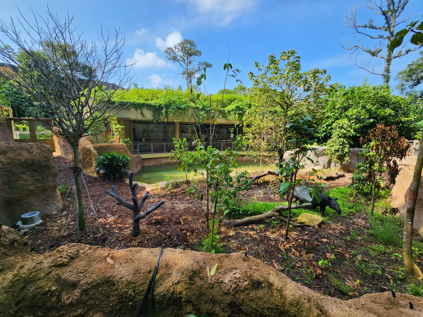 Rainforest Wild Asia- Malayan Tapir 1