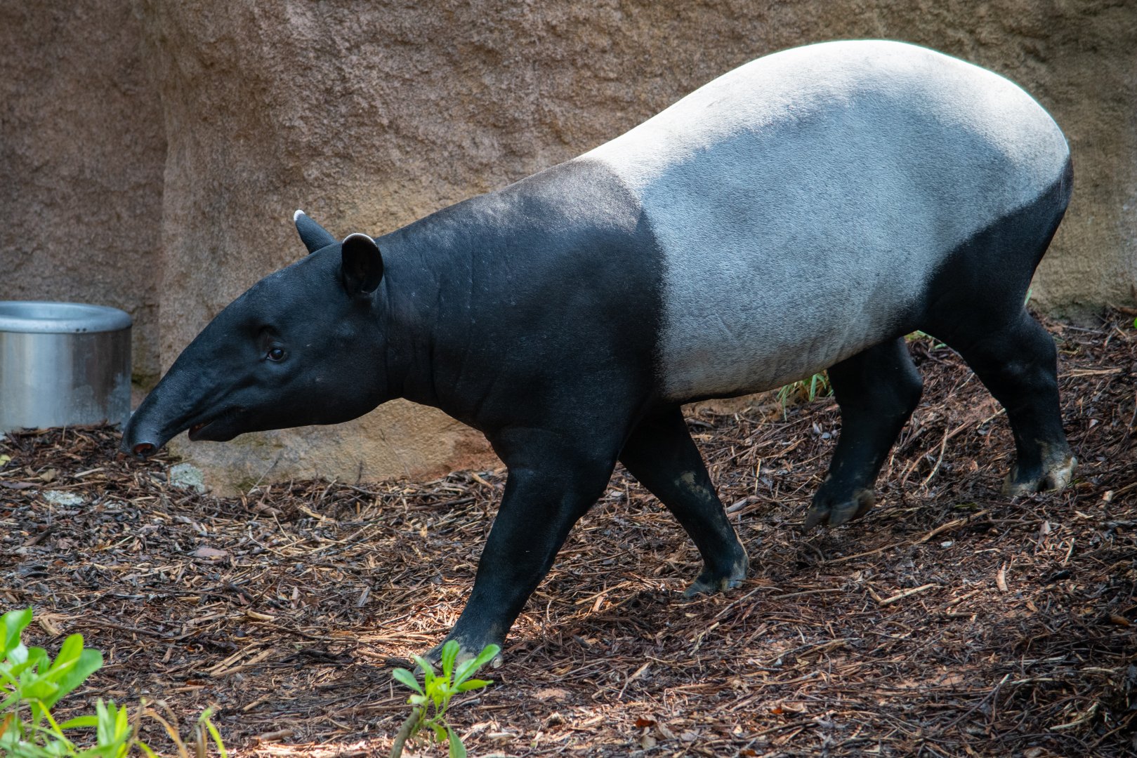 Rainforest Wild Asia- Malayan Tapir