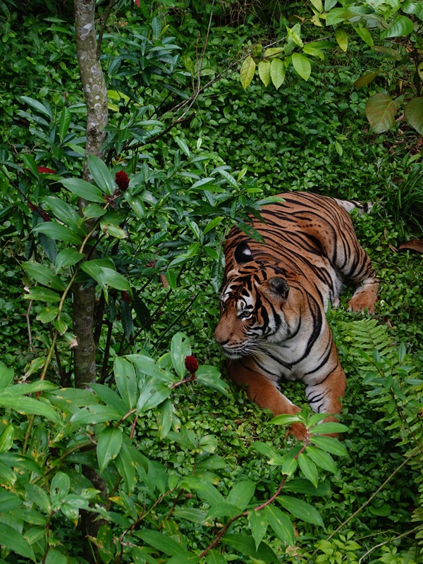 Rainforest Wild Asia: Malayan tiger (Panthera tigris jacksoni/tigris)