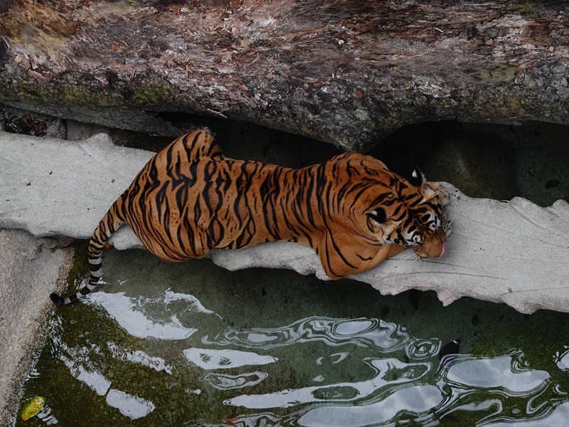 Rainforest Wild Asia: Malayan tiger (Panthera tigris jacksoni/tigris)