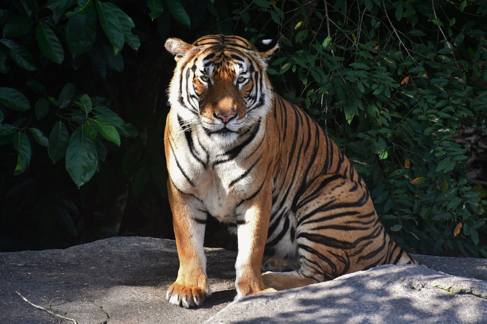 Rainforest Wild Asia - Malayan Tiger (Panthera tigris jacksoni)