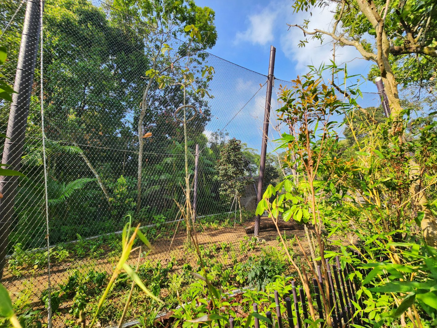 Rainforest Wild Asia- Malayan Tiger (Sulong)