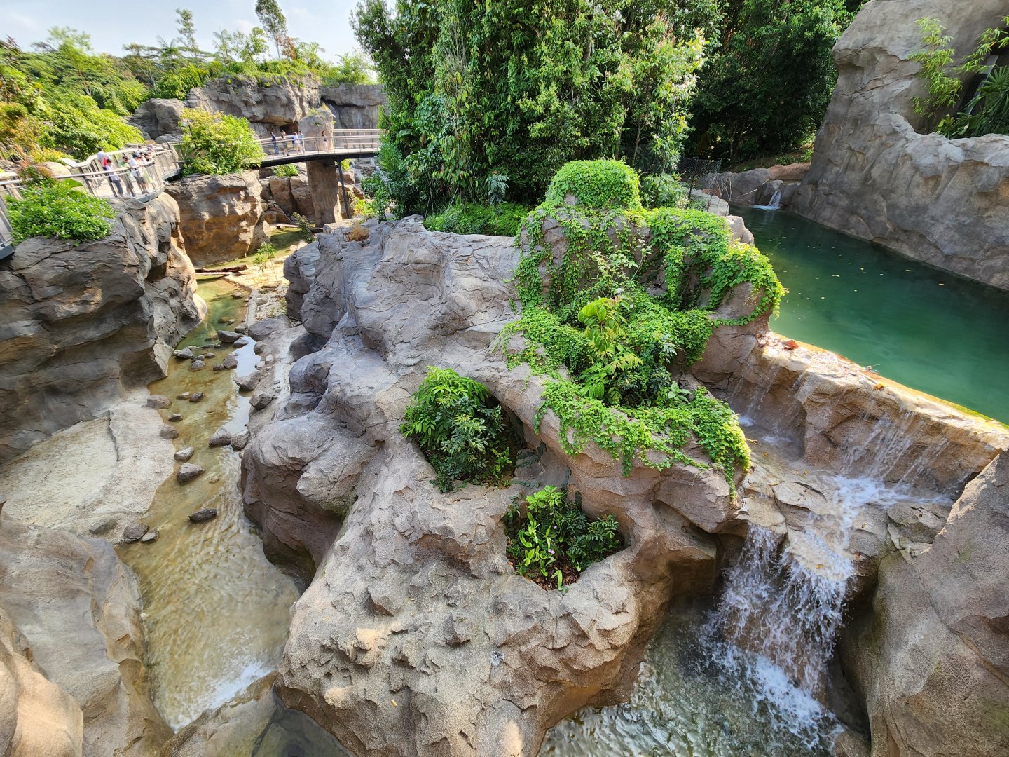 Rainforest Wild Asia- Malayan Tiger