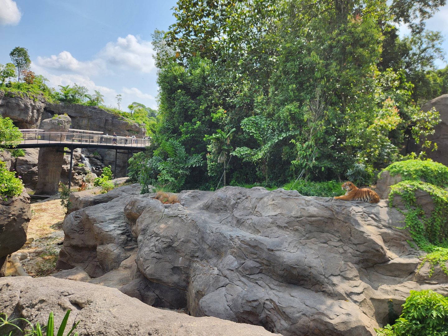 Rainforest Wild Asia- Malayan Tiger