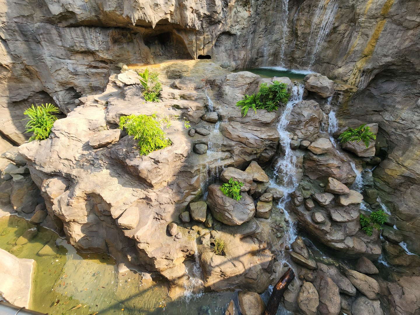 Rainforest Wild Asia- Malayan Tiger