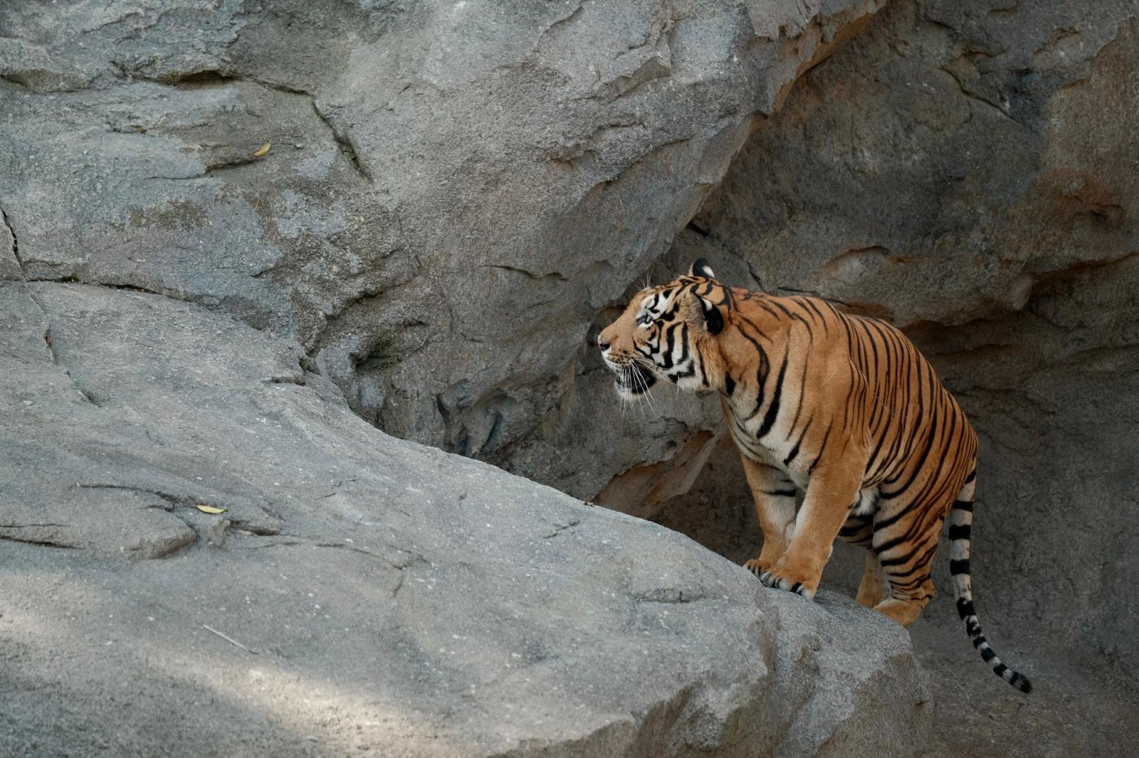 Rainforest Wild Asia - Malayan Tiger