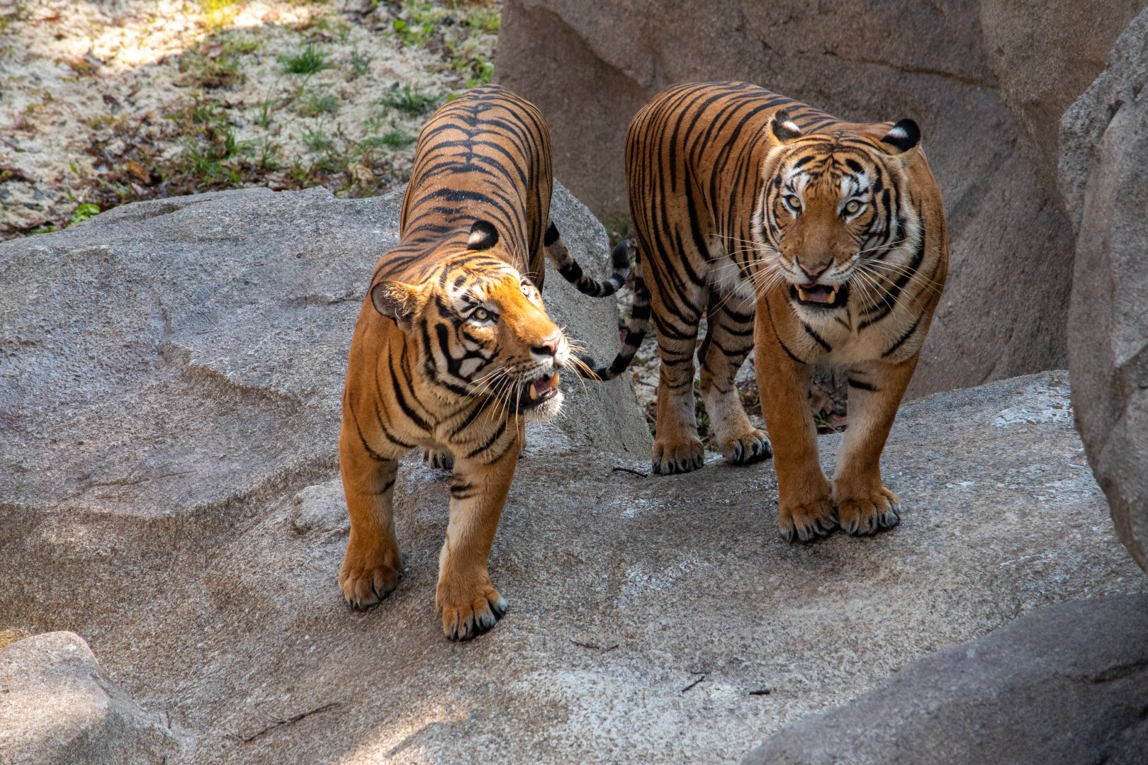 Rainforest Wild Asia- Malayan Tiger
