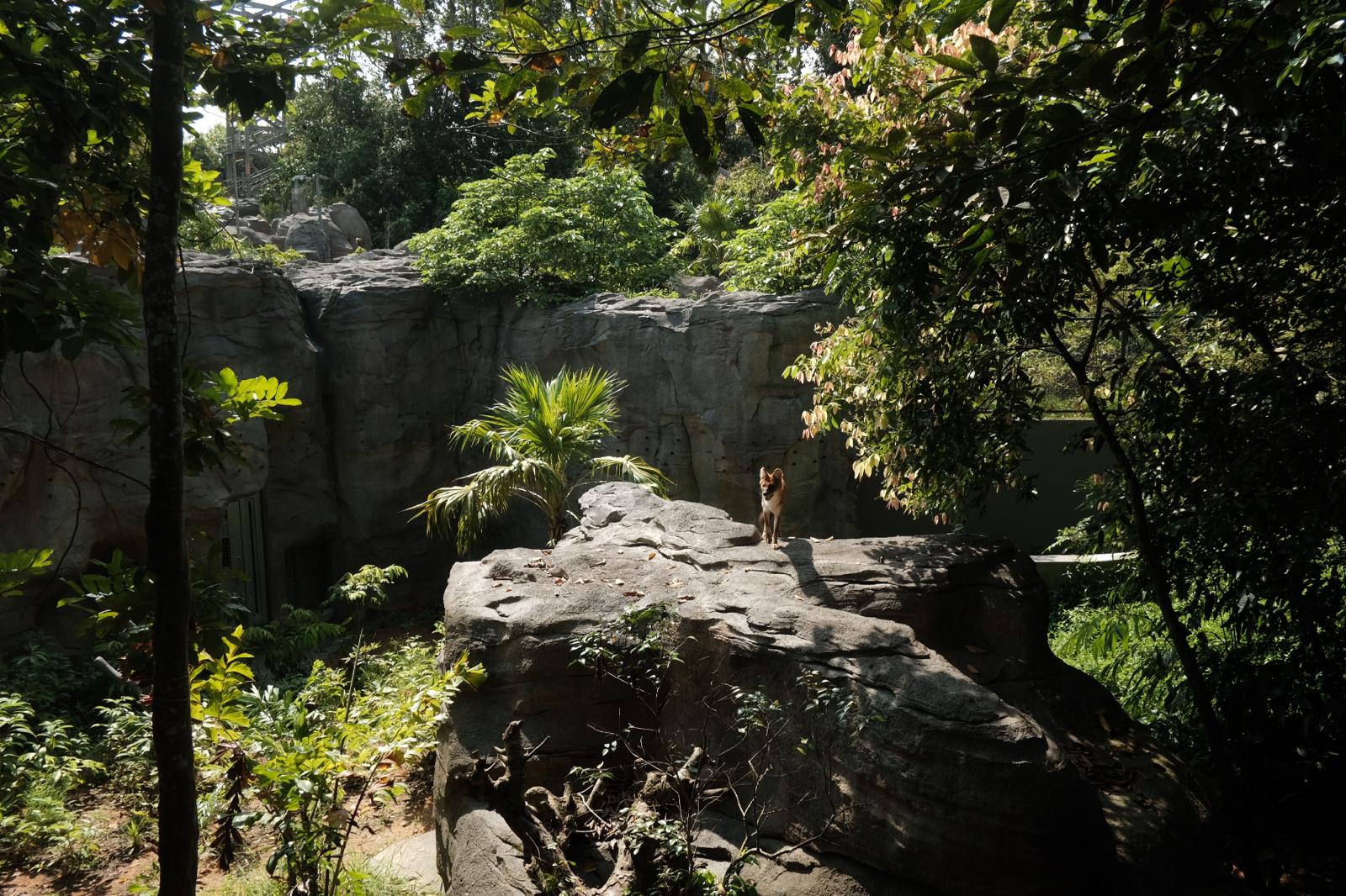 Rainforest Wild Asia - Red Dhole (Flexi) Exhibit