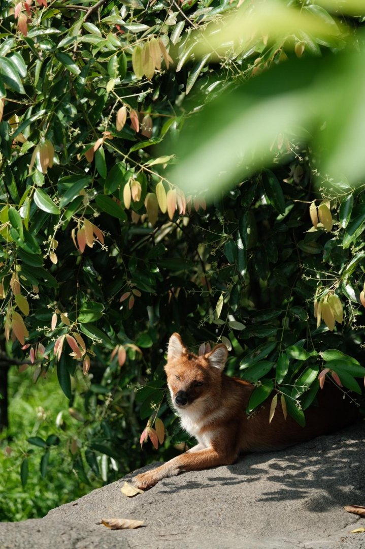 Rainforest Wild Asia - Red Dhole