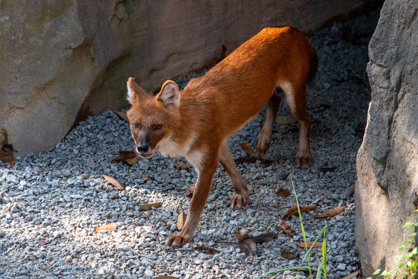 Rainforest Wild Asia- Red Dhole