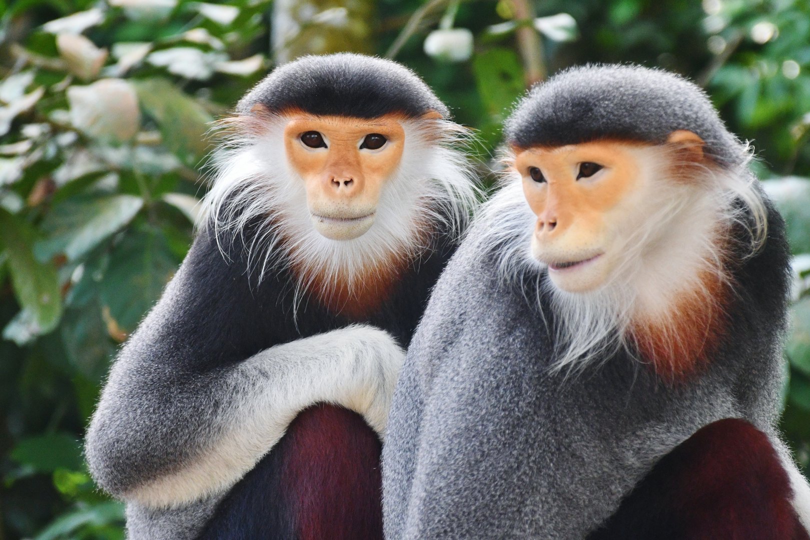 Rainforest Wild Asia - Red-shanked Douc Langur (Pygathrix nemaeus)