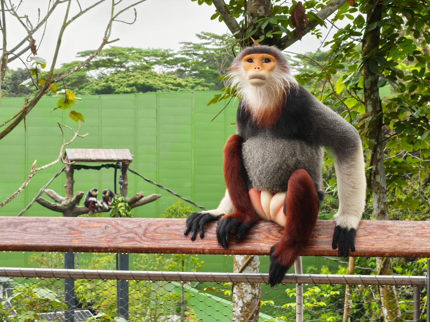 Rainforest Wild Asia - Red-Shanked Douc Langur (Pygathrix nemaeus)