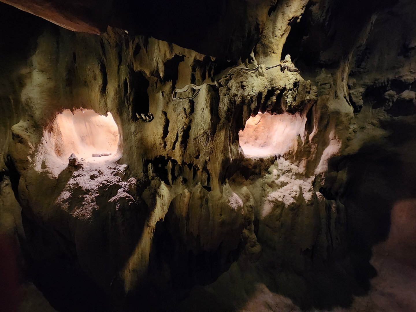 Rainforest Wild Asia- Ridley's beauty snake