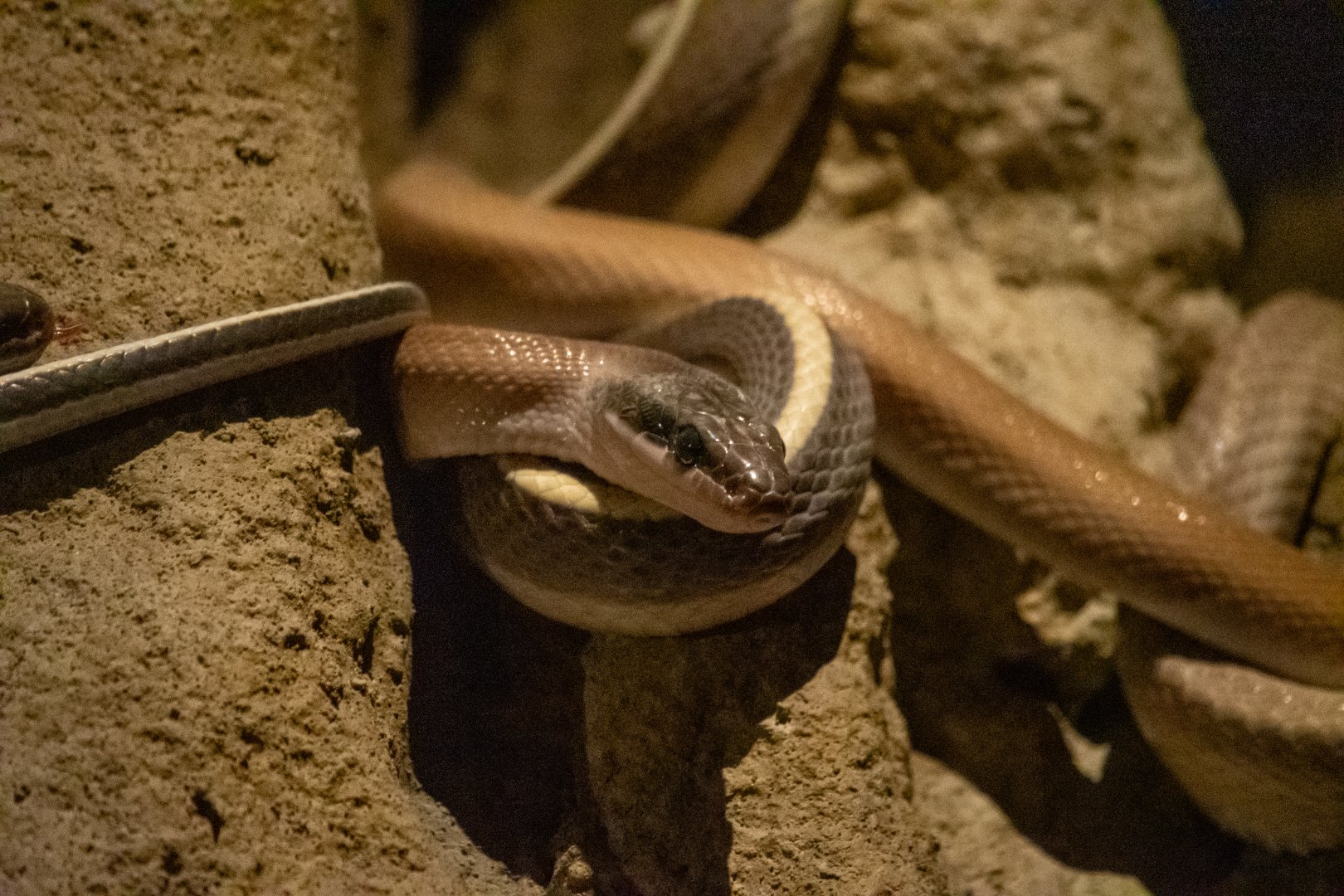 Rainforest Wild Asia- Ridley's Beauty Snake