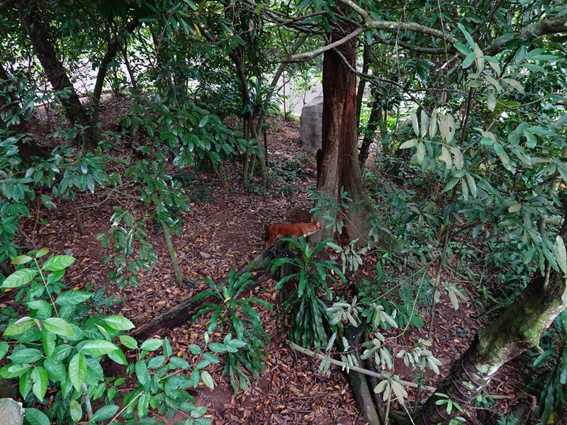 Rainforest Wild Asia: Rock Cascade - Rotational Enclosure #1