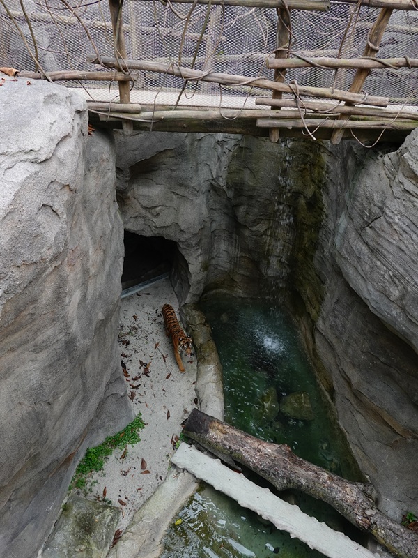 Rainforest Wild Asia: Rock Cascade - Tiger enclosure