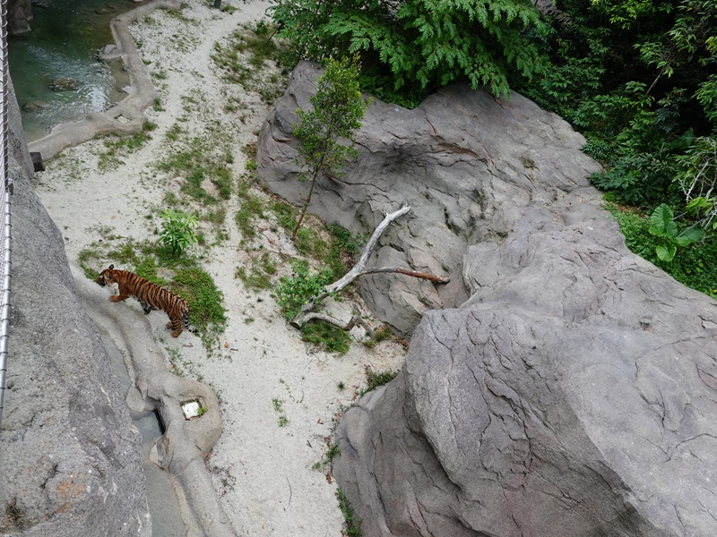 Rainforest Wild Asia: Rock Cascade - Tiger enclosure
