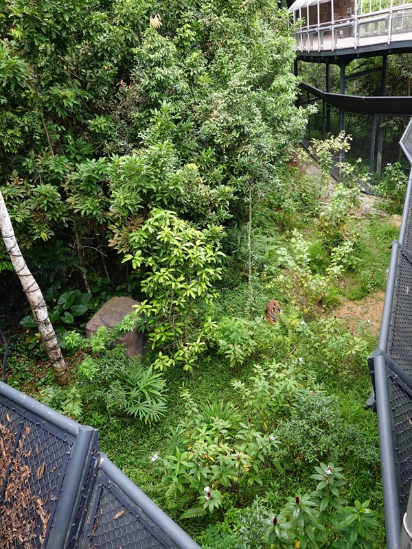 Rainforest Wild Asia: Rock Cascade - Tiger enclosure