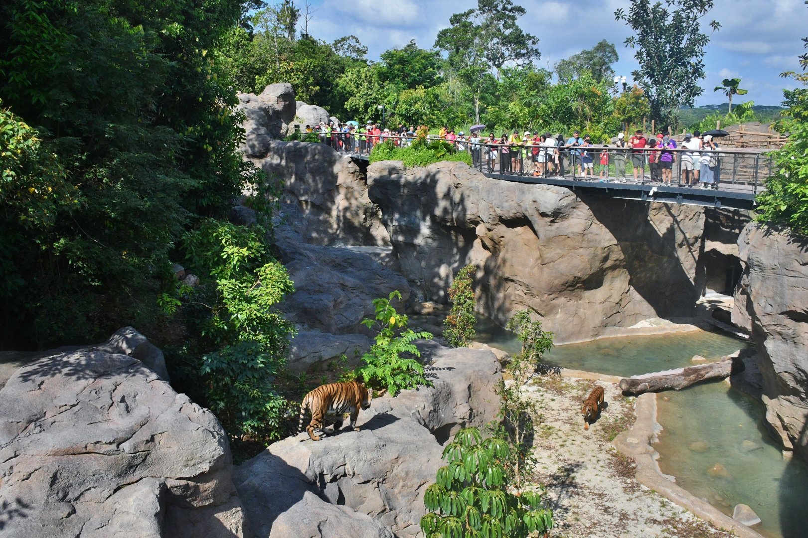 Rainforest Wild Asia - Rock Cascade