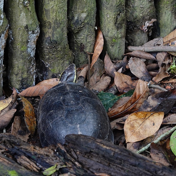 Rainforest Wild Asia: Southeast Asian box turtle (Cuora amboinensis)