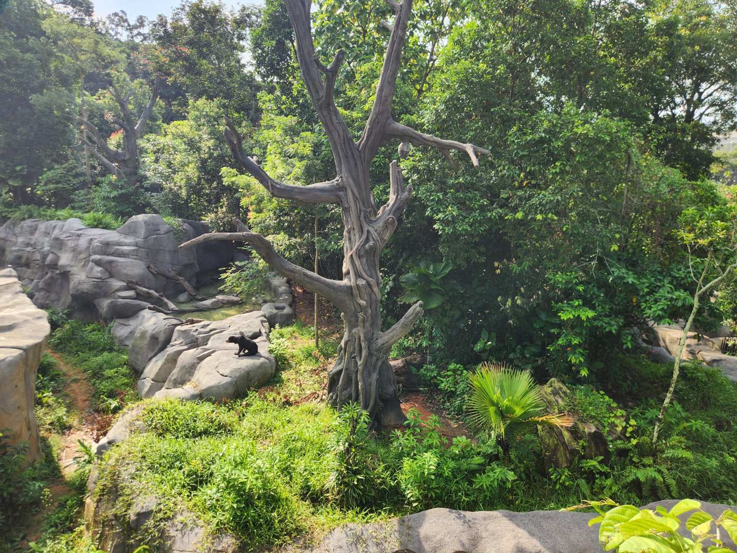 Rainforest Wild Asia- Sun bear 1