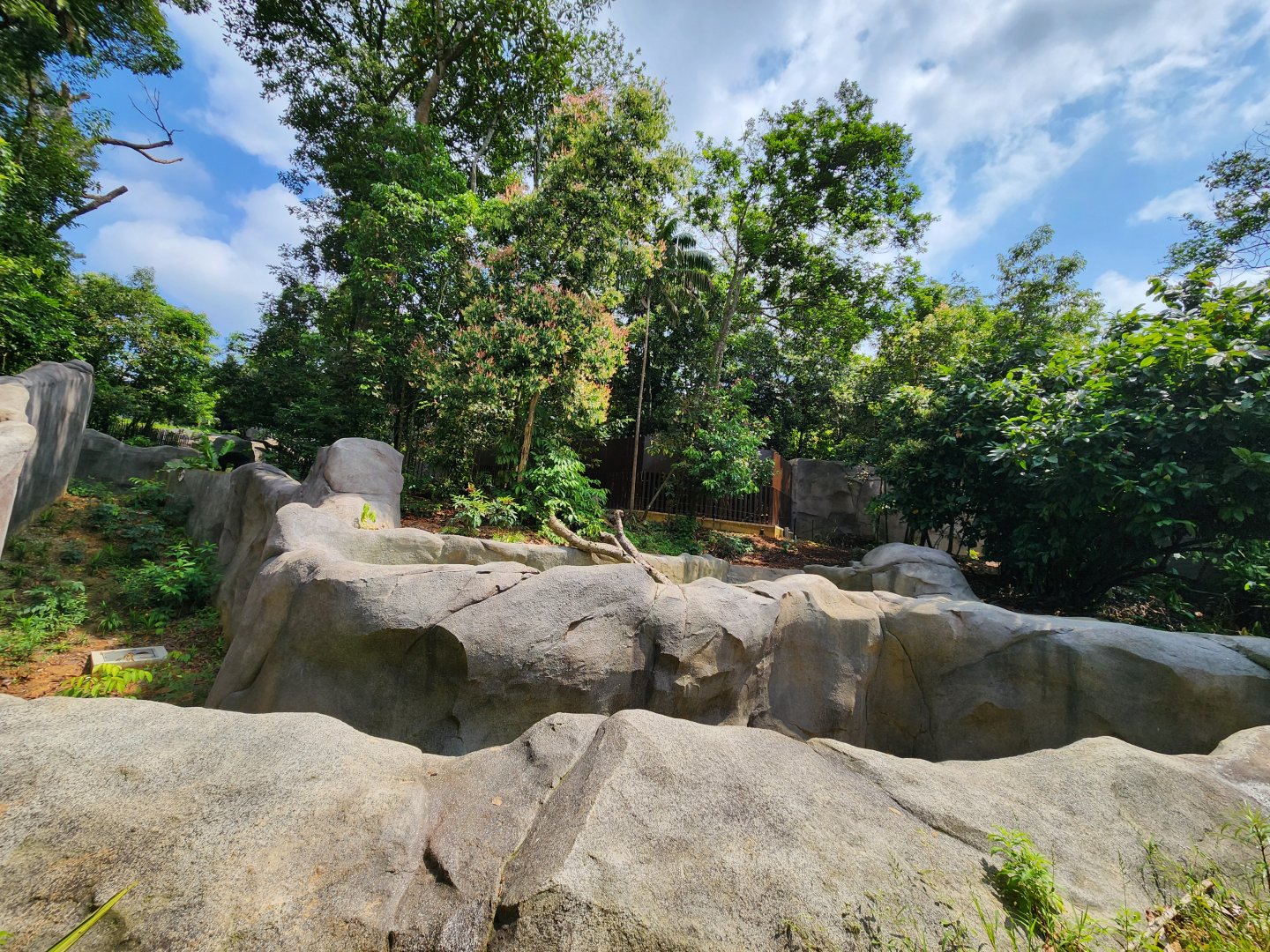 Rainforest Wild Asia- Sun bear 2