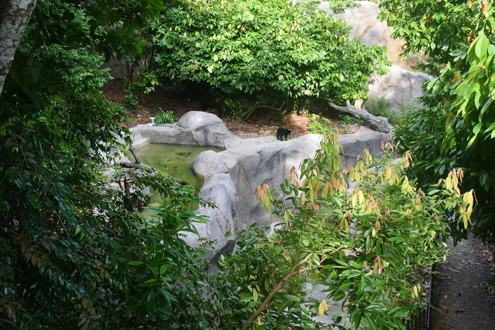 Rainforest Wild Asia - Sun Bear habitat