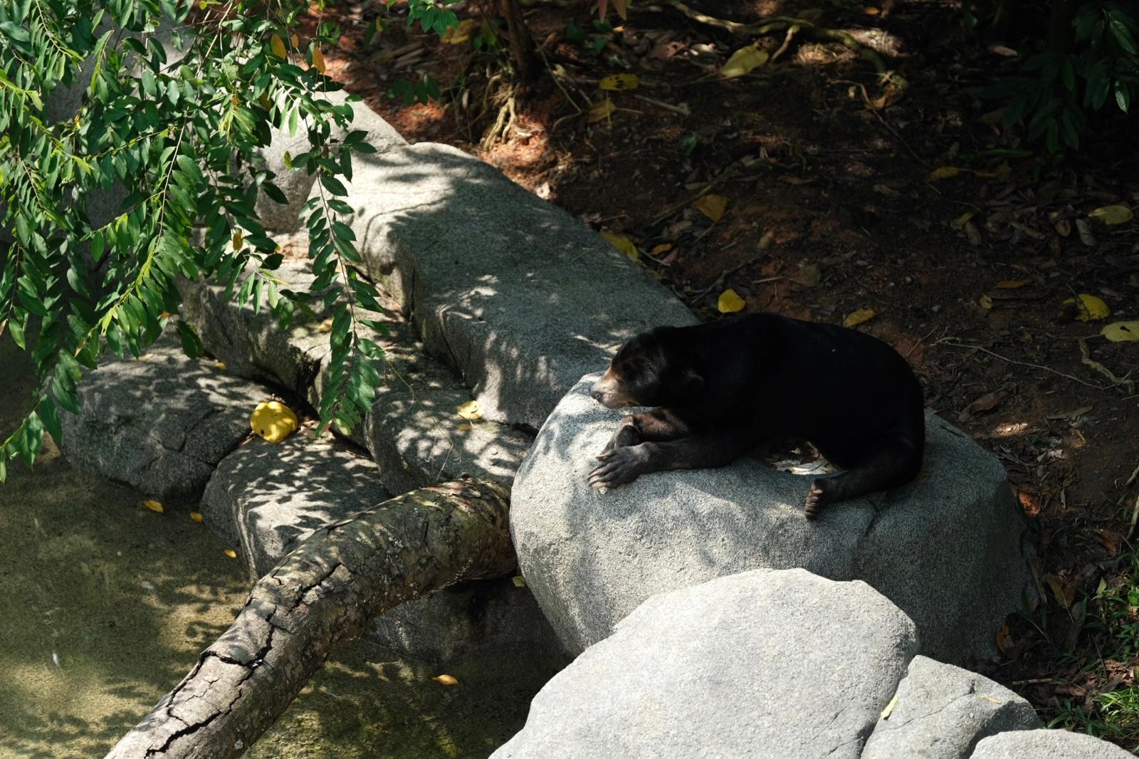 Rainforest Wild Asia - Sun Bear