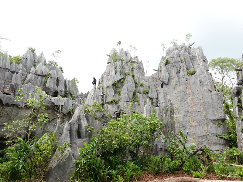 Rainforest Wild Asia : The Karsts - Francois langur enclosure