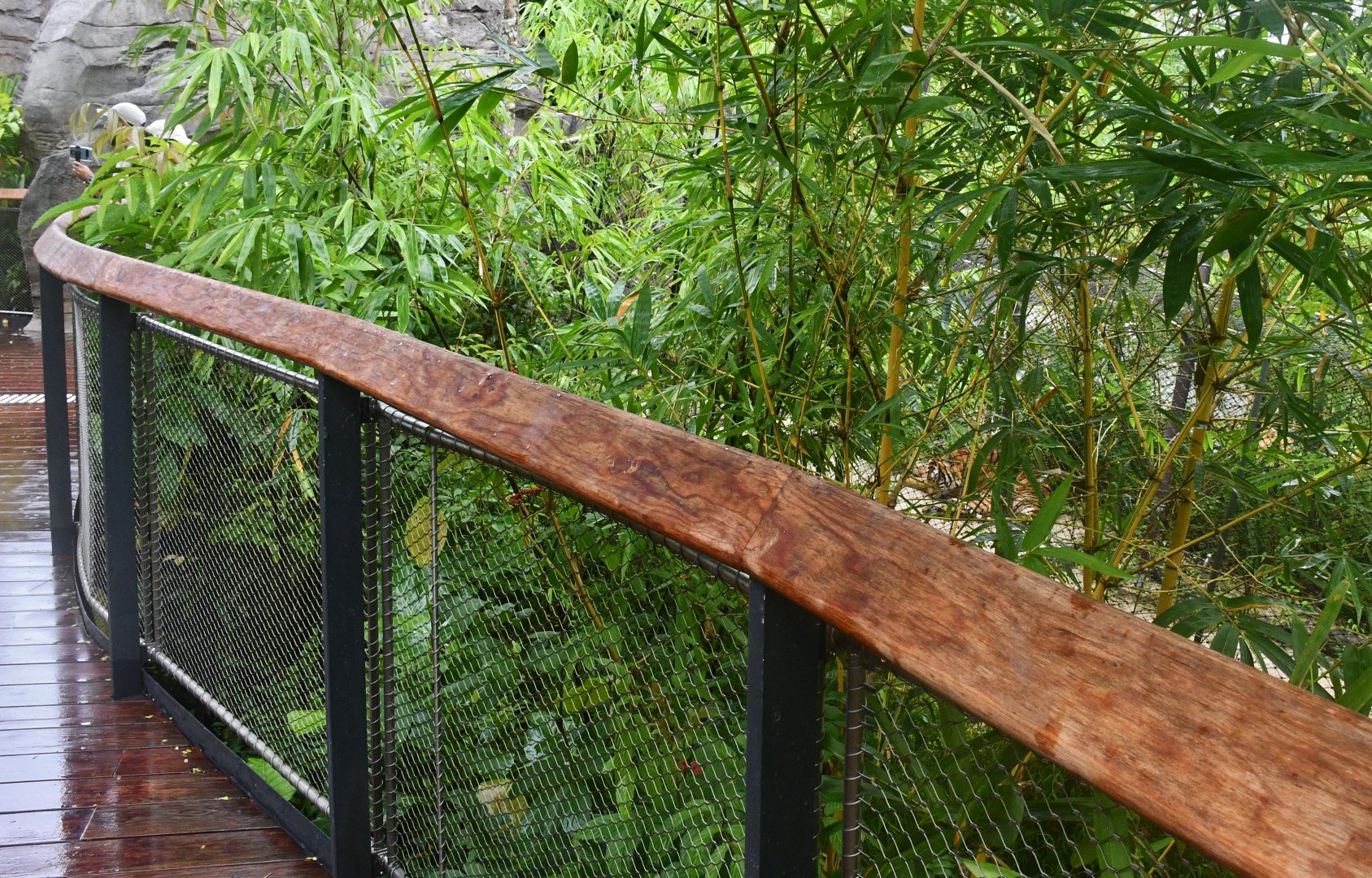 Rainforest Wild Asia - Tiger in the bushes