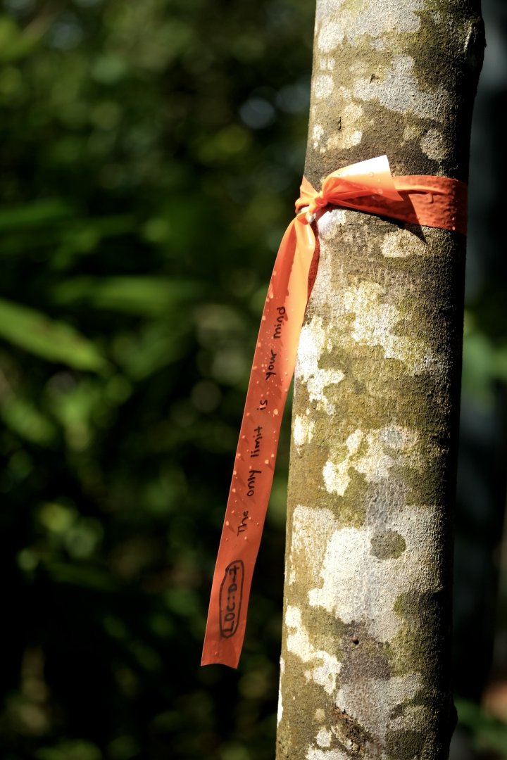 Rainforest Wild Asia - Walking Trek Marking Ribbon