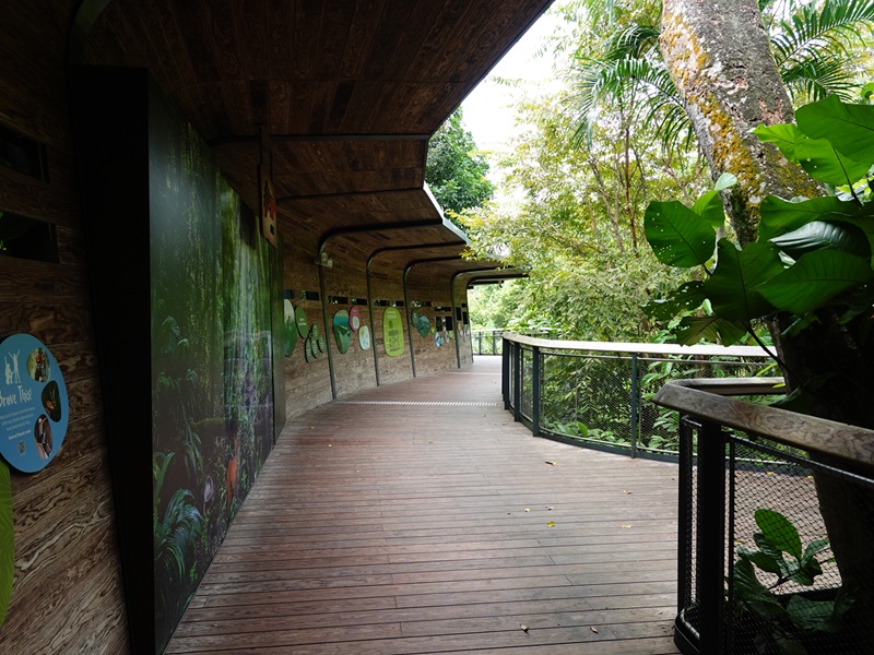 Rainforest Wild Asia : Walkway