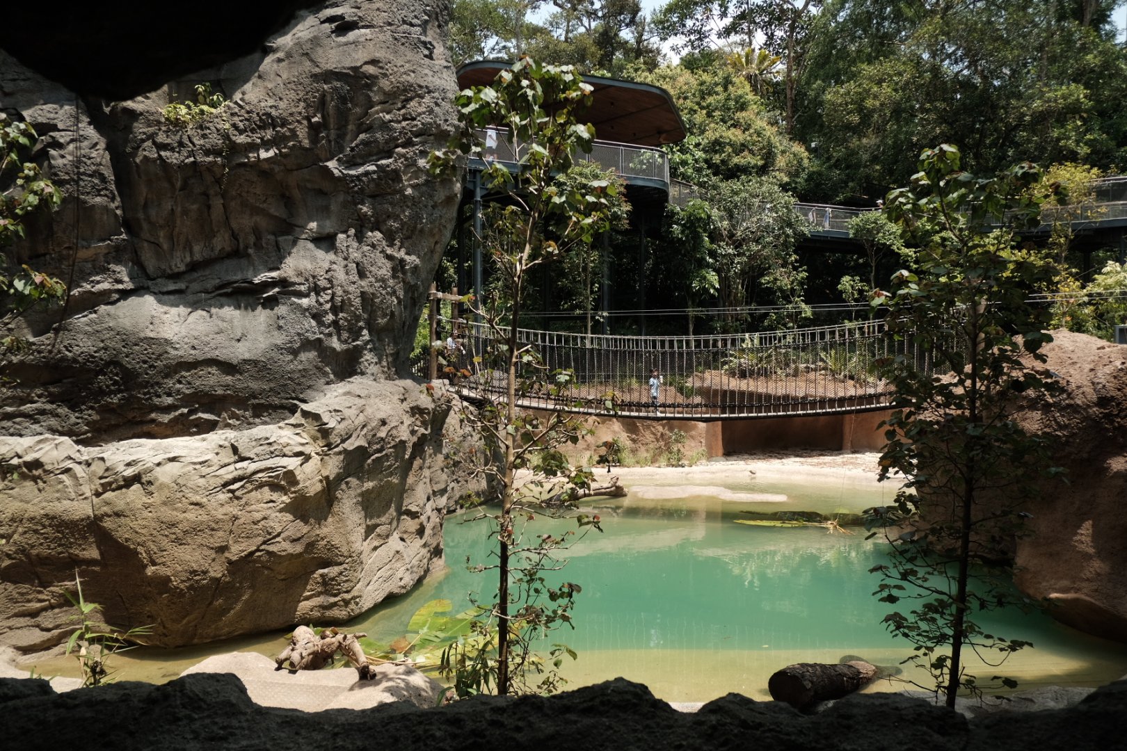 Rainforest Wild Asia -  Watering Hole - Saltwater Crocodile Exhibit
