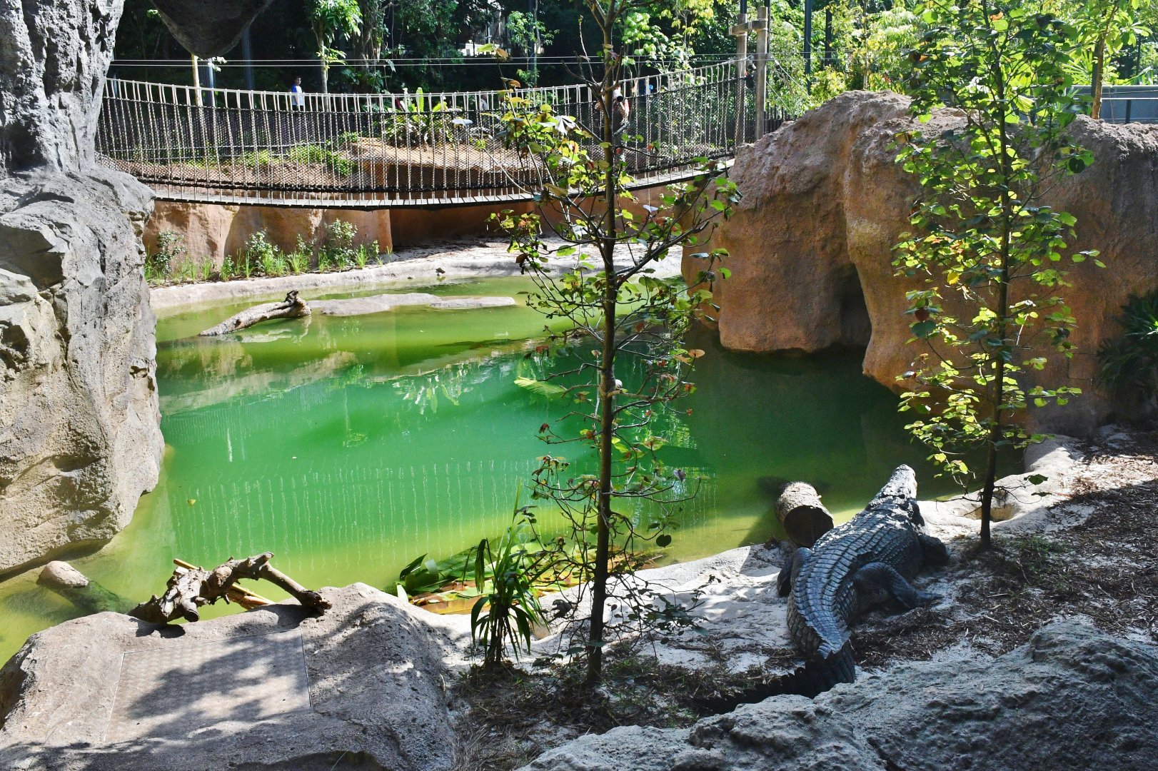 Rainforest Wild Asia - Watering Hole