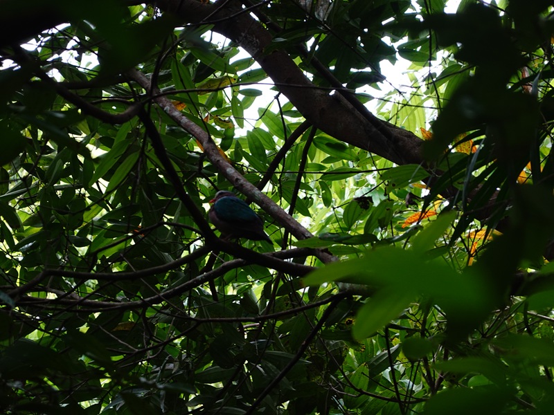 Rainforest Wild Asia : wild emerald dove