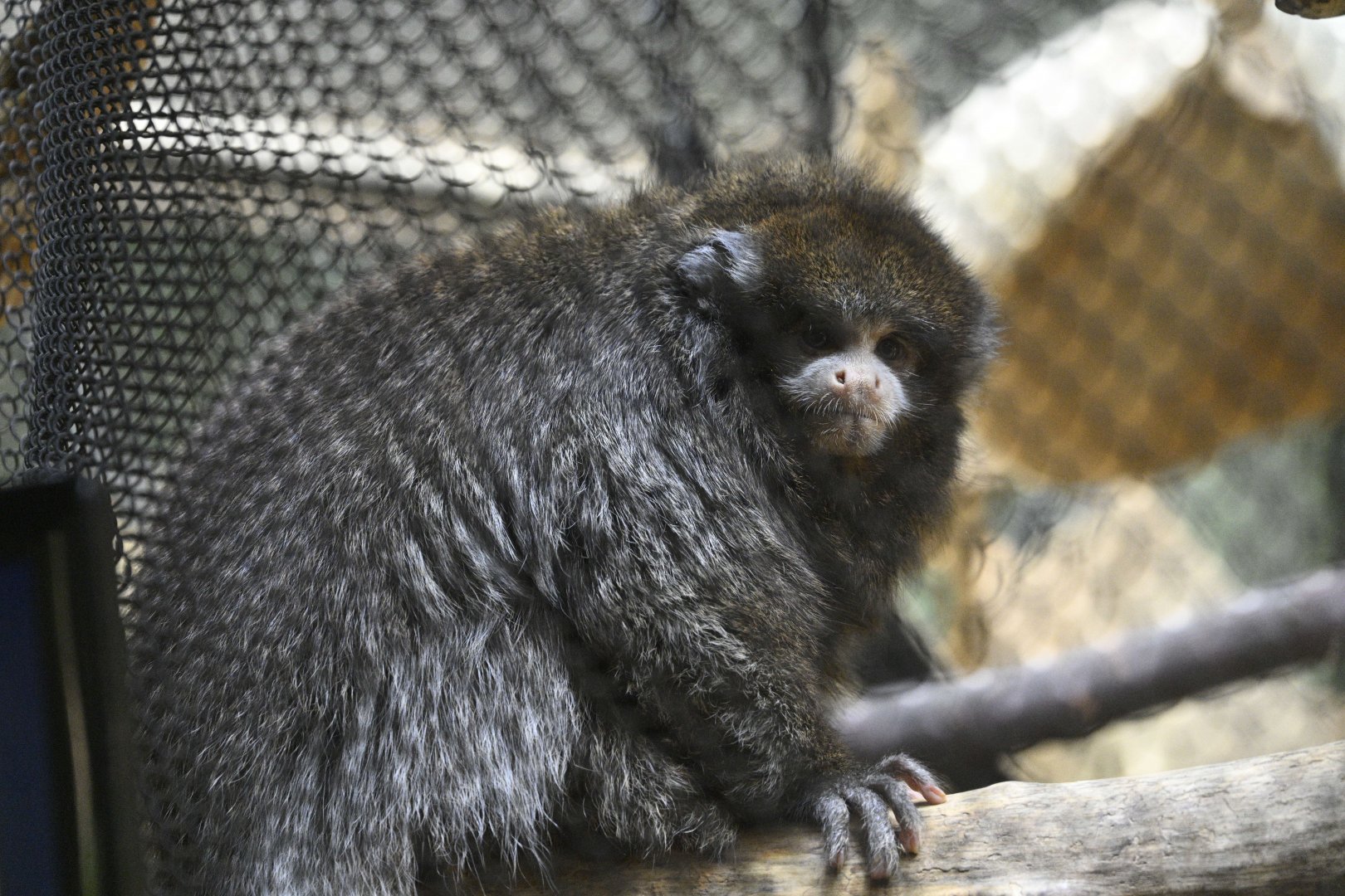 Rainforest Wing - Bolivian Gray Titi (Plecturocebus donacophilus)