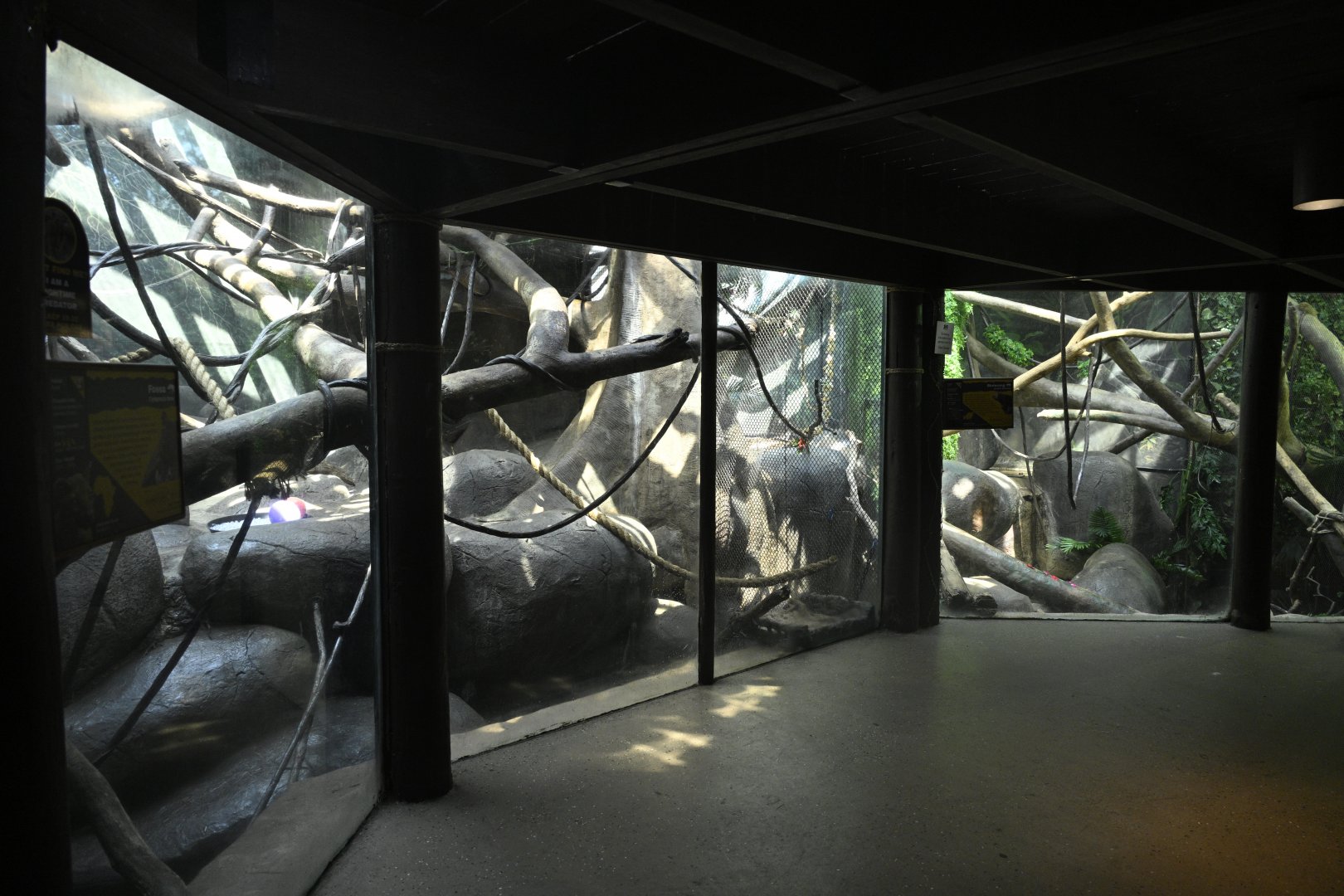Rainforest Wing - Fossa (Left) and Binturong (Right) Exhibits