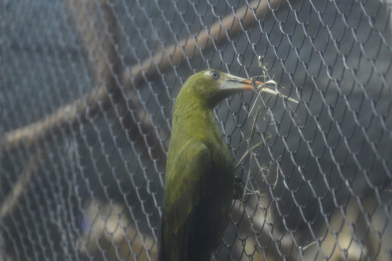 Rainforest Wing - Green Oropendola (Psarocolius viridis)